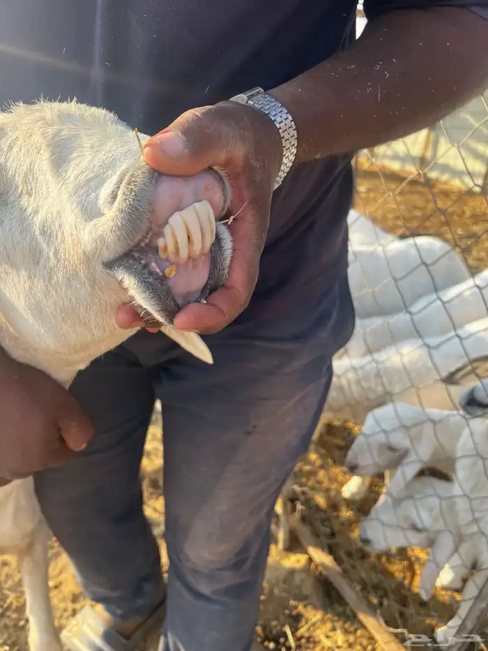 شاه معارخال 1