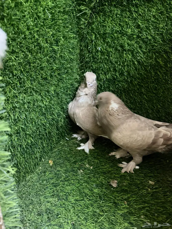 مجموعة ذكور زينه 41