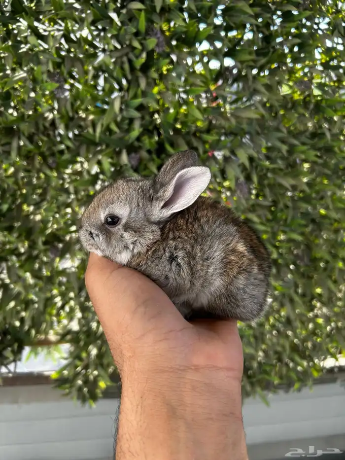 ارانب قزم كيوت و لطيفة و احجم صغيره 17