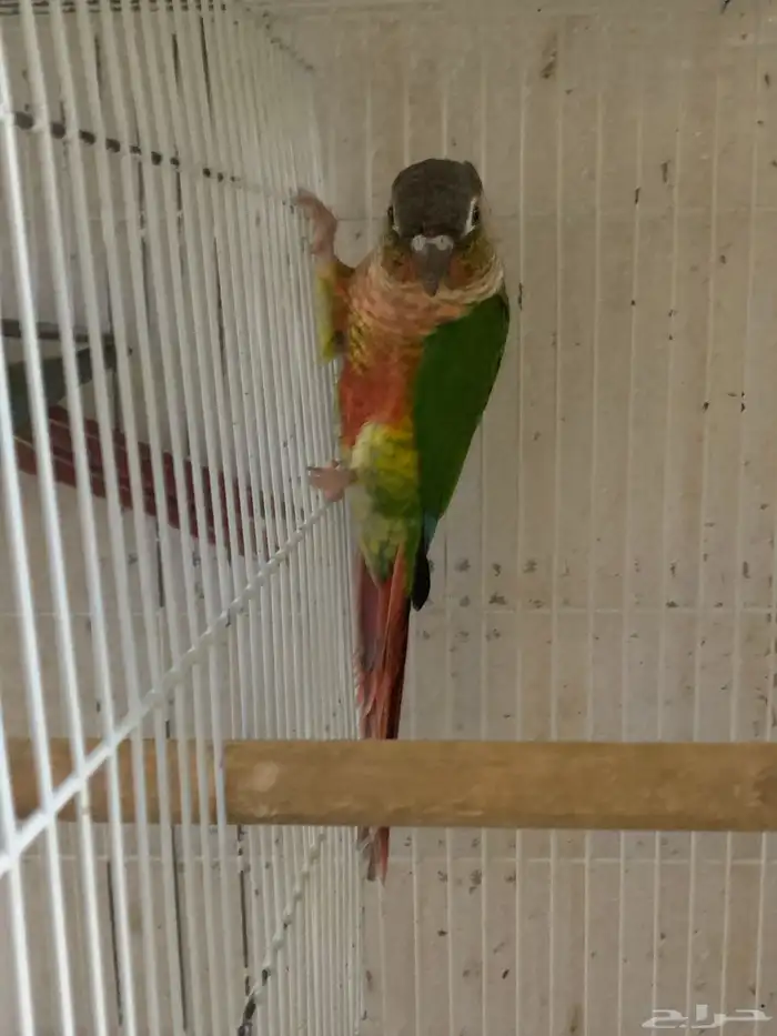 ذكور كنيور للبيع 0