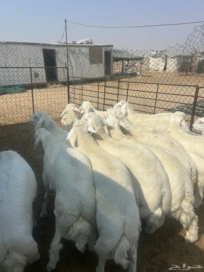 نعيم جبر ووسط وهرافي وحريات جبر ووسط وهرافي 9