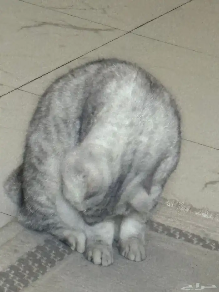 قطوه شرازي سنه وشهريين تبني 1