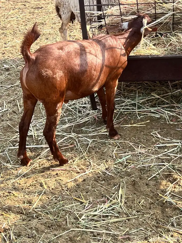 تيوس محايليه مخاصي 1