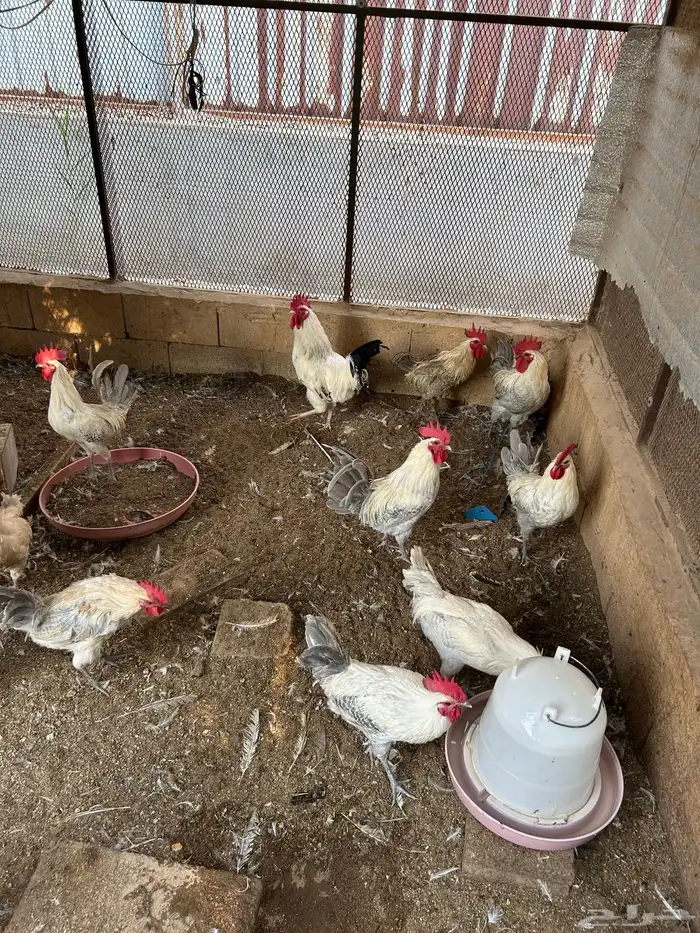 ديوك فيومي 1