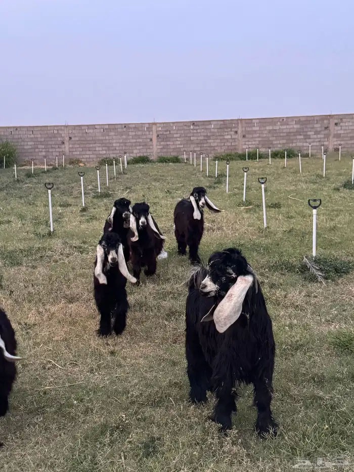 تيوس عوارض معرفه 4