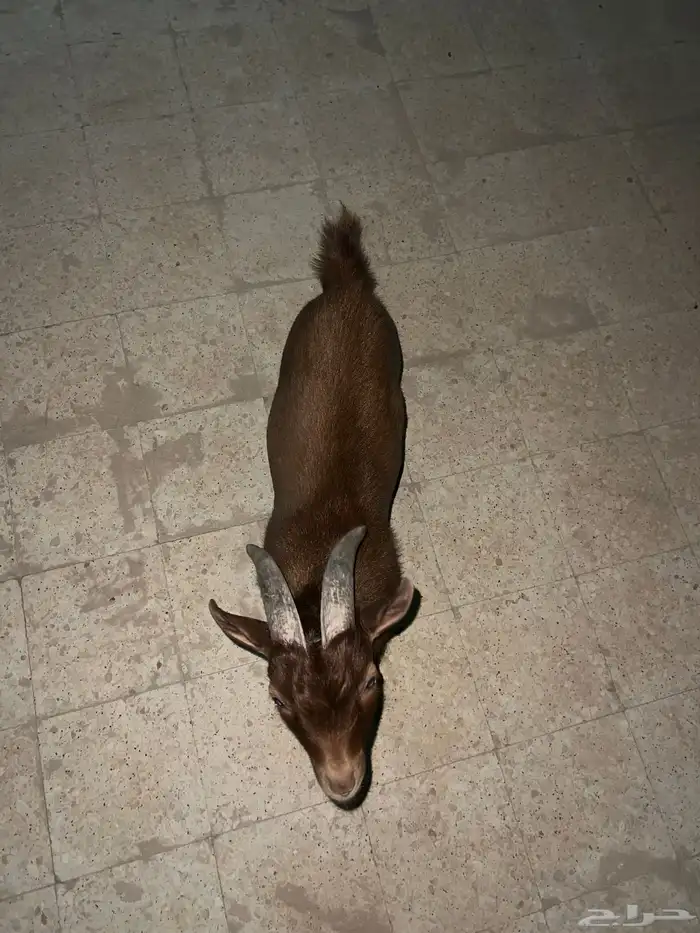 ماعز قزم للبيع 3