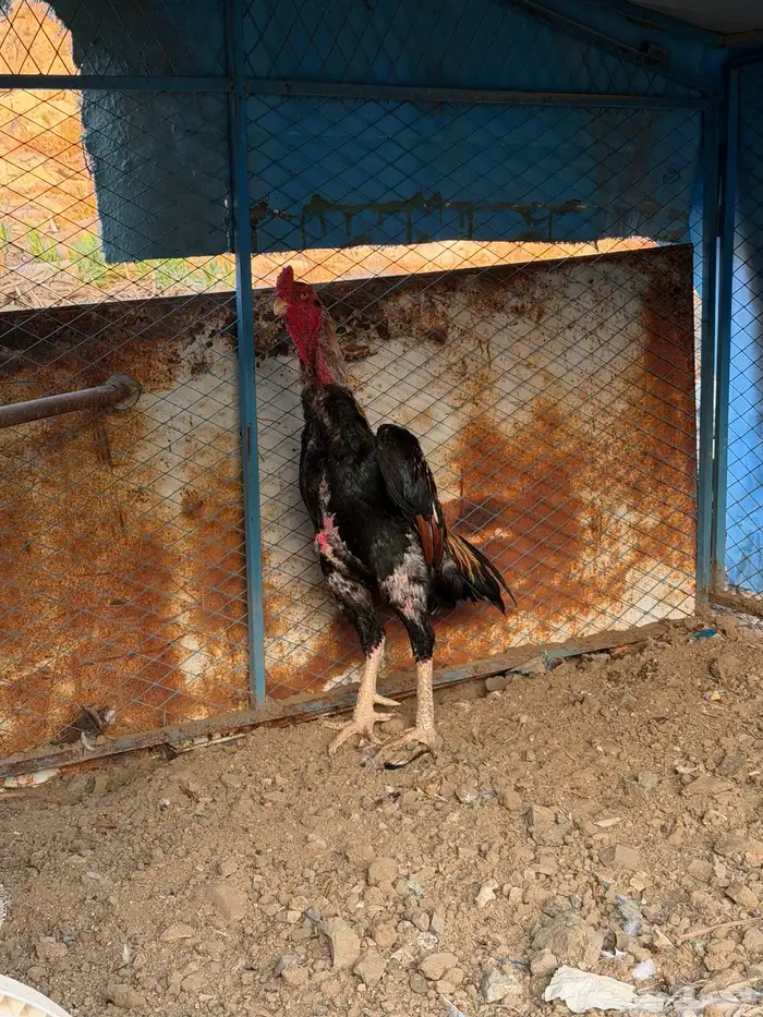 شامو ياباني 0