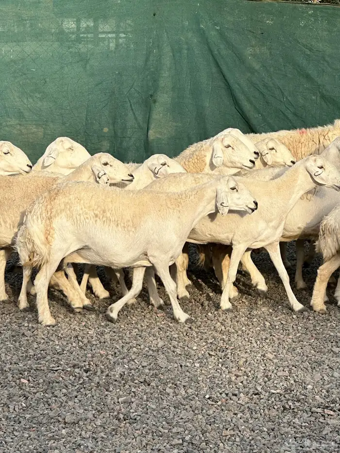 ضان حريات حرش صنف الصنف 12