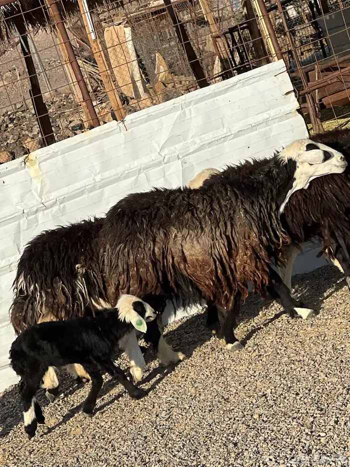 ضان نجد جروم ناهية 10معها 5 18