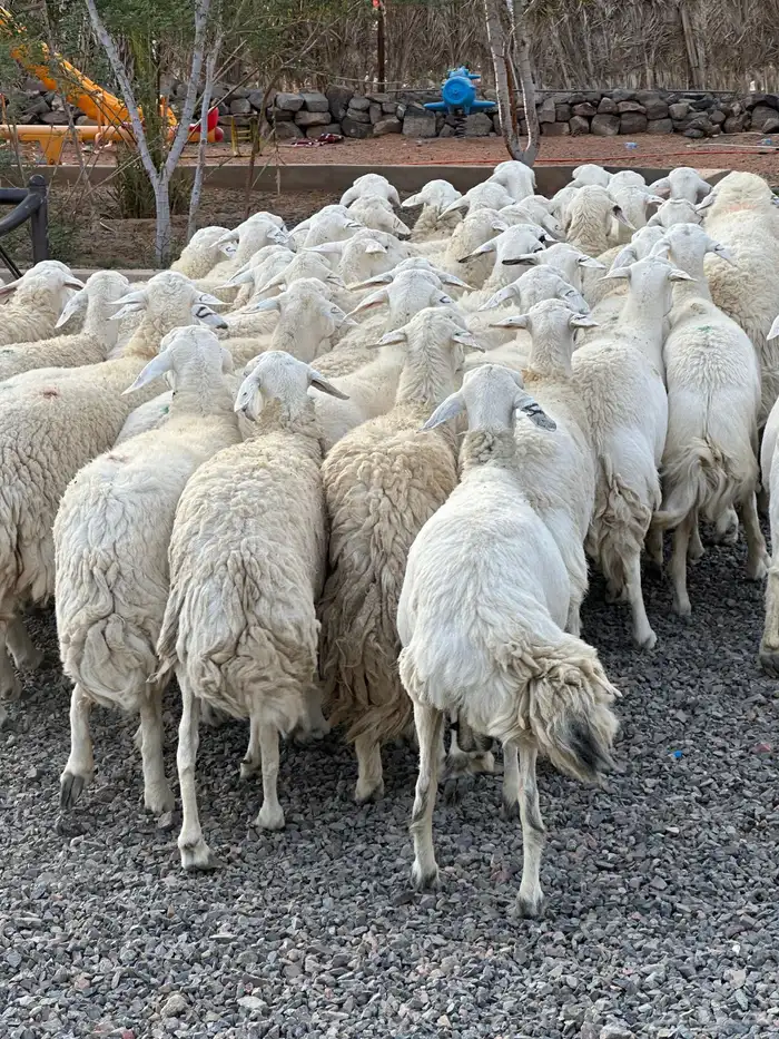 ضان حريات حرش صنف الصنف 42