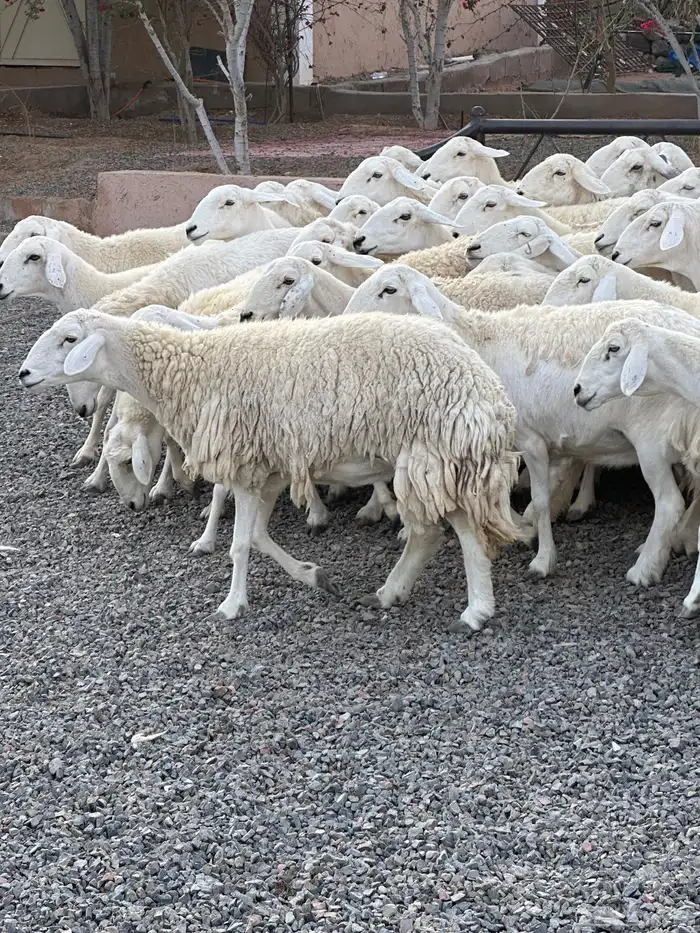 ضان حريات حرش صنف الصنف 46