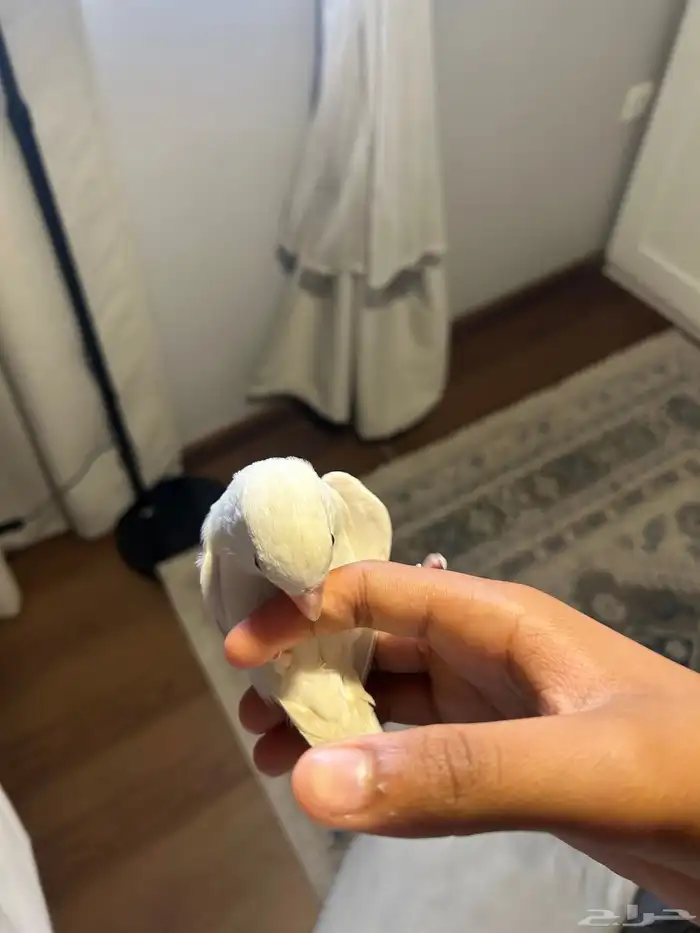 روز البينو 3