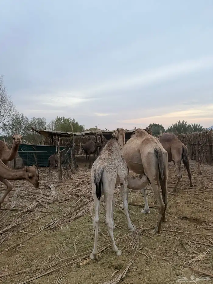 حاشي لباني 0