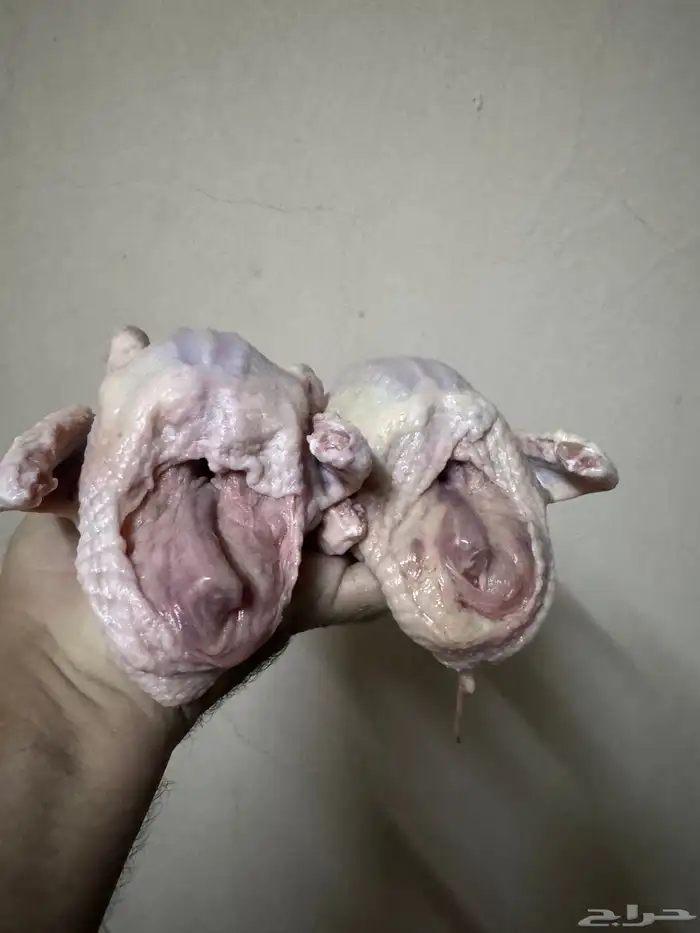 فروخ حمام سوبر جامبو حجم طيب 1