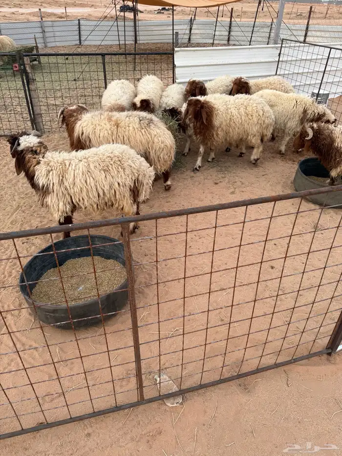 طليان نعيم 1