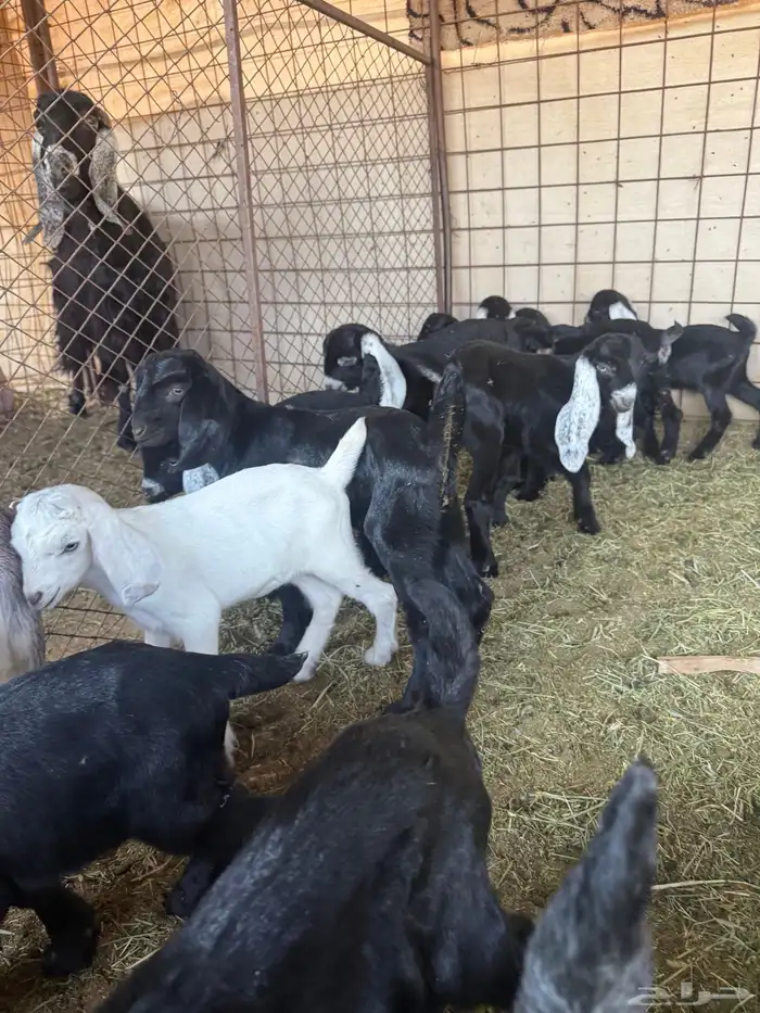 معزا ولد طيبه ونضيفه العدد 9. روس تحتها 18 8