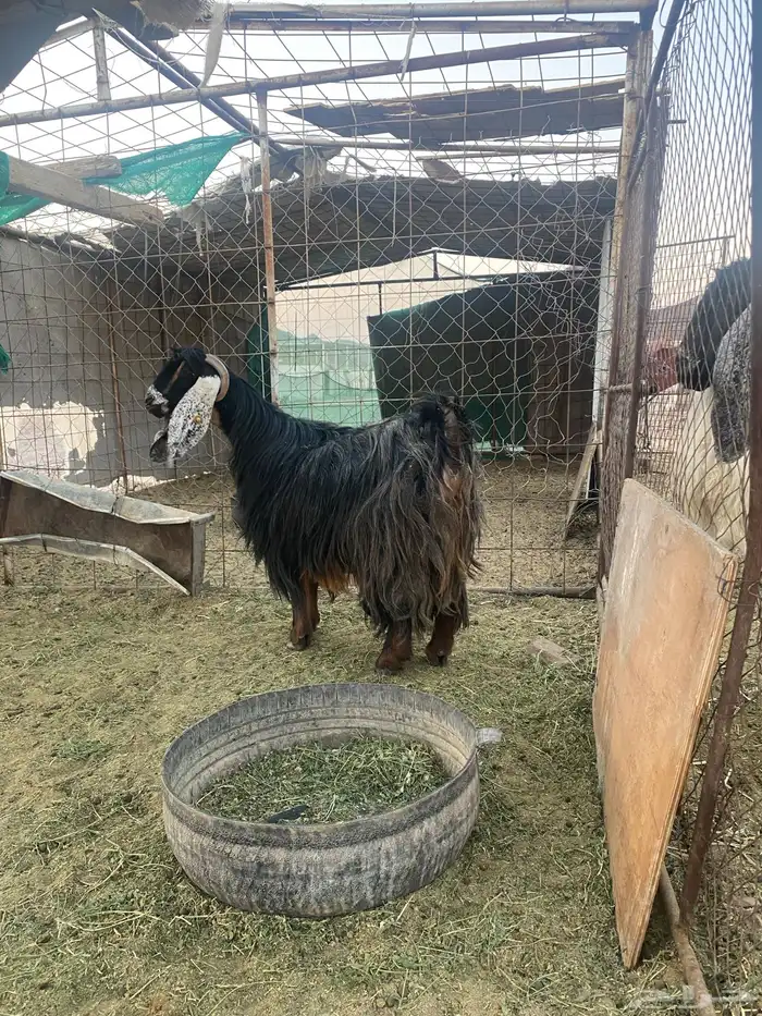 عنز عارضيه صنف 4