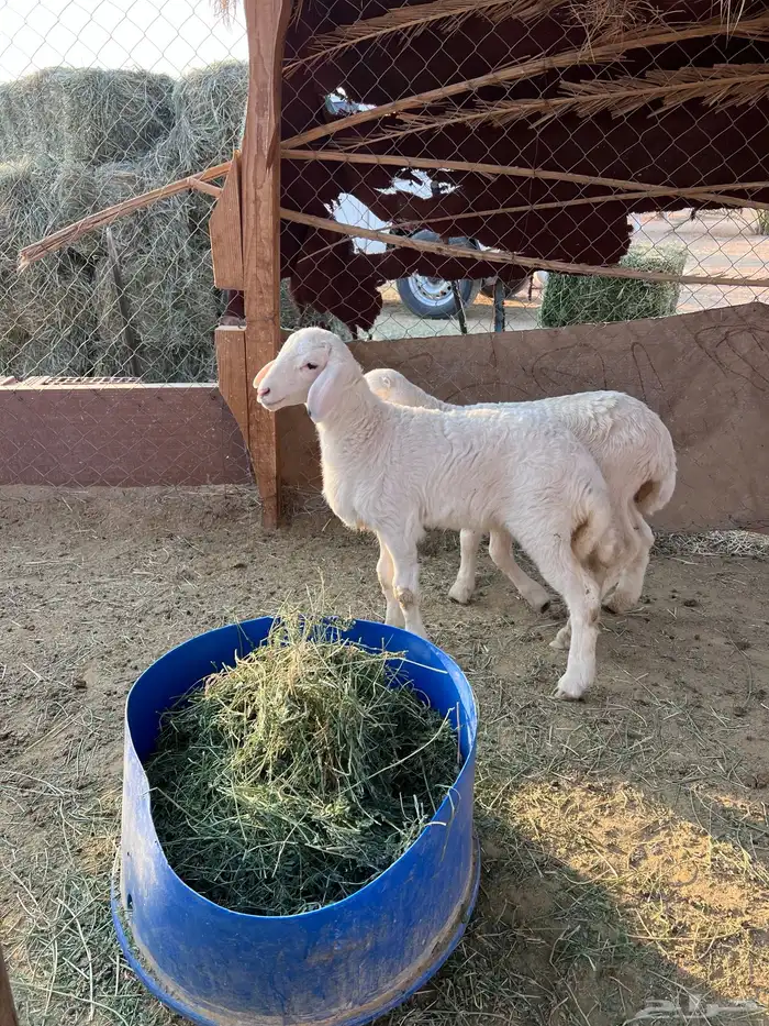 خروف ورخل حرية مغلقة شحم 3