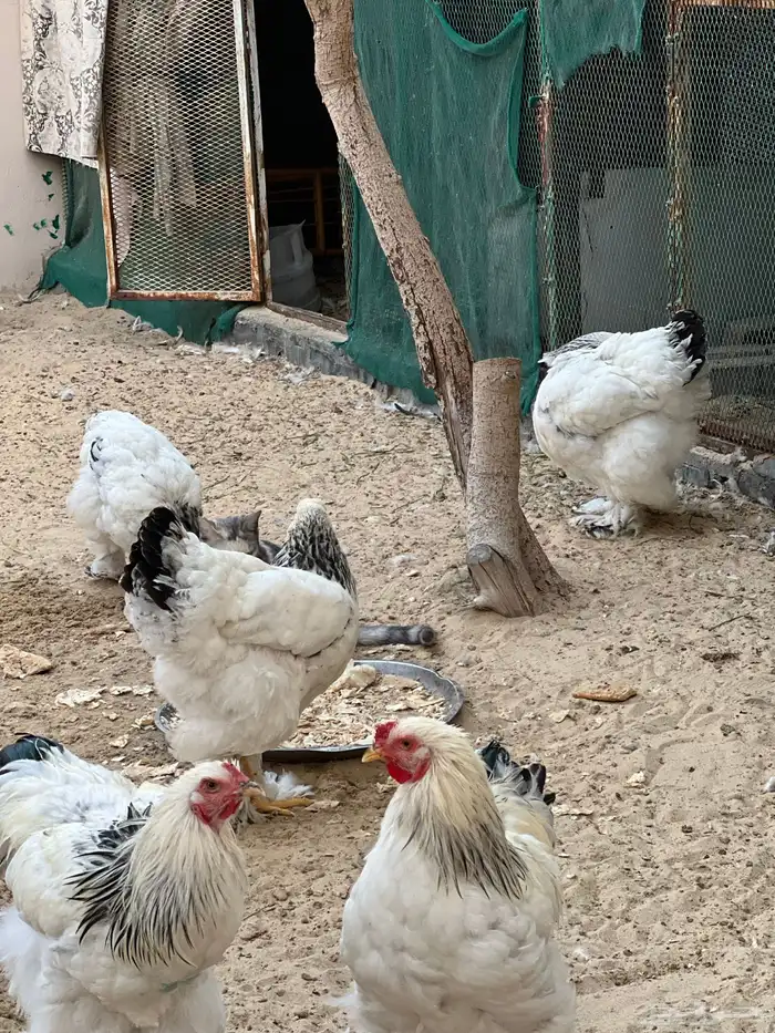 للبيع مجموعة من الدجاج و الديوك برهما كولمبي اصلي 10