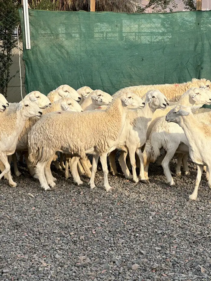 ضان حريات حرش صنف الصنف 64