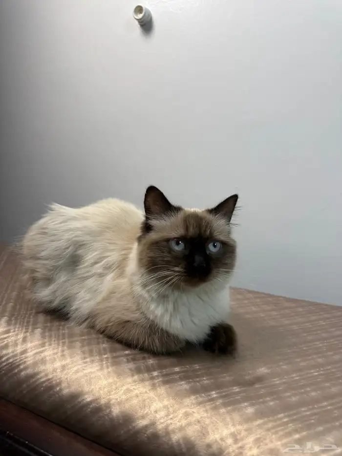 مطلوب قط ذكر للتزاوج 0