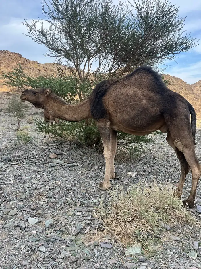 ناقه حمرا دهماء لقحه 15