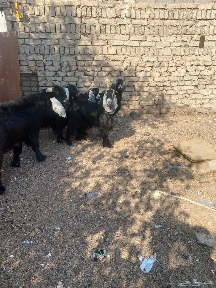 معزا ب فحلها 1