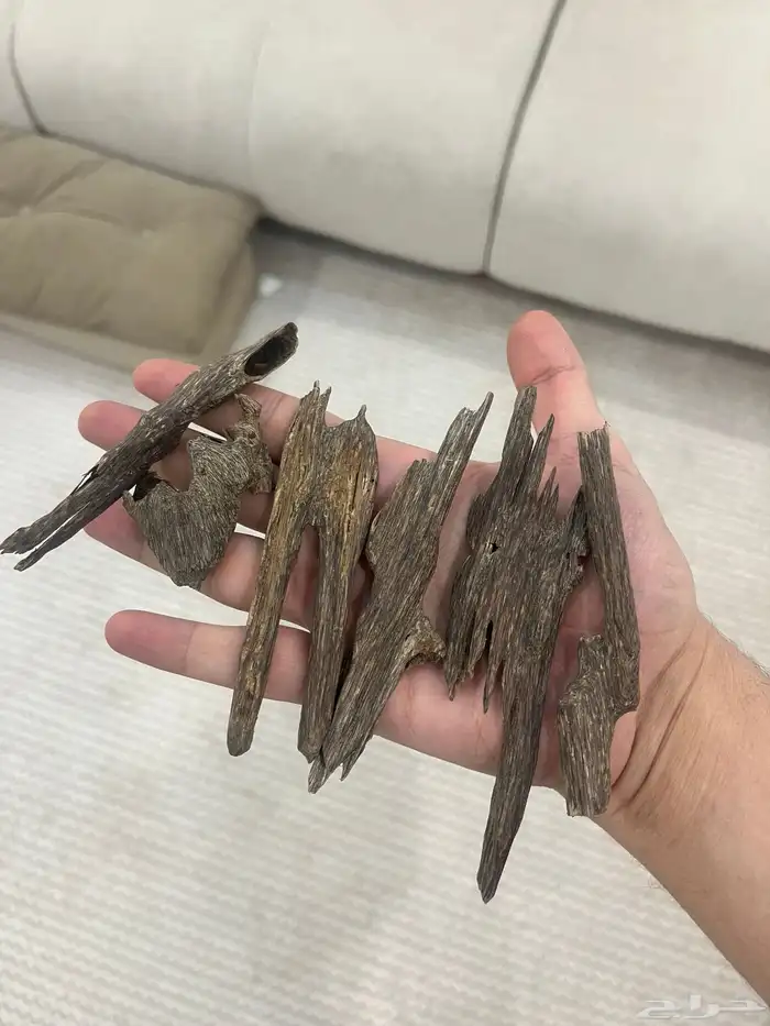 هندي طبيعي مميز 1