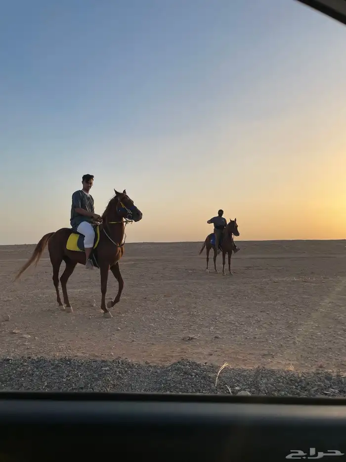 حصان شعبي شيخ 0