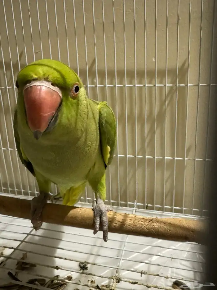 ببغاء دره انثى 4