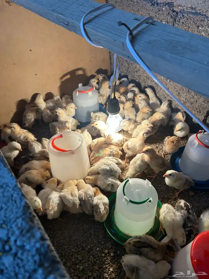 صوص بلدي فواخر والوان فواتح عمر 12 يوم 0