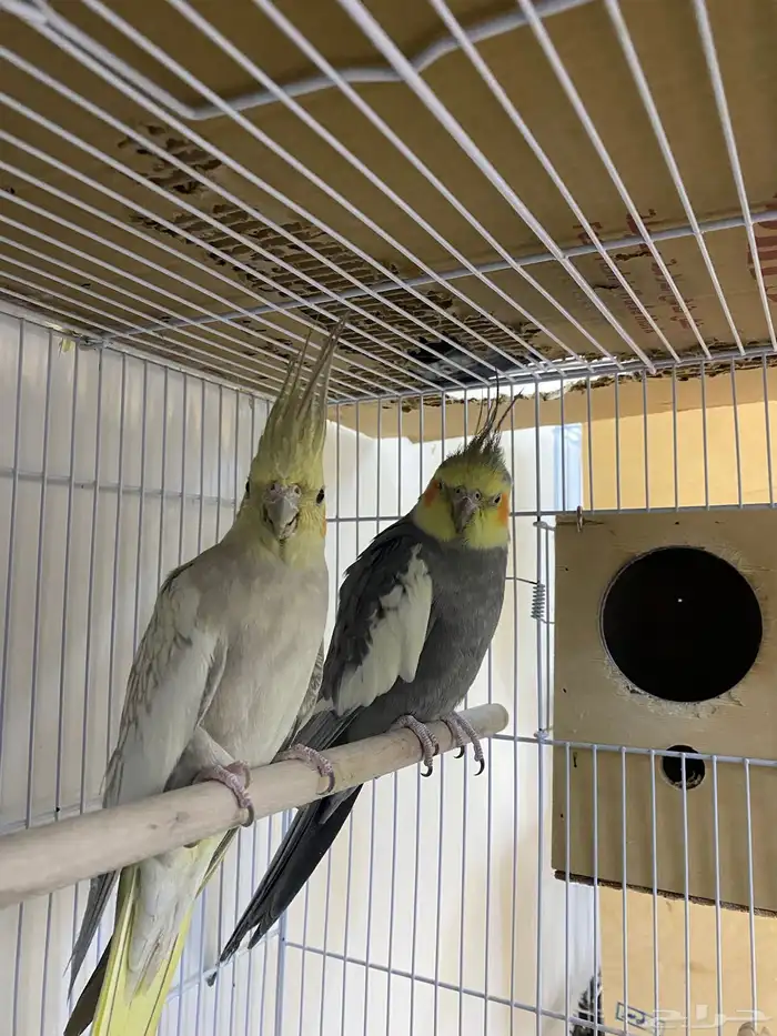 للبيع زوجين كروان منتجه 2