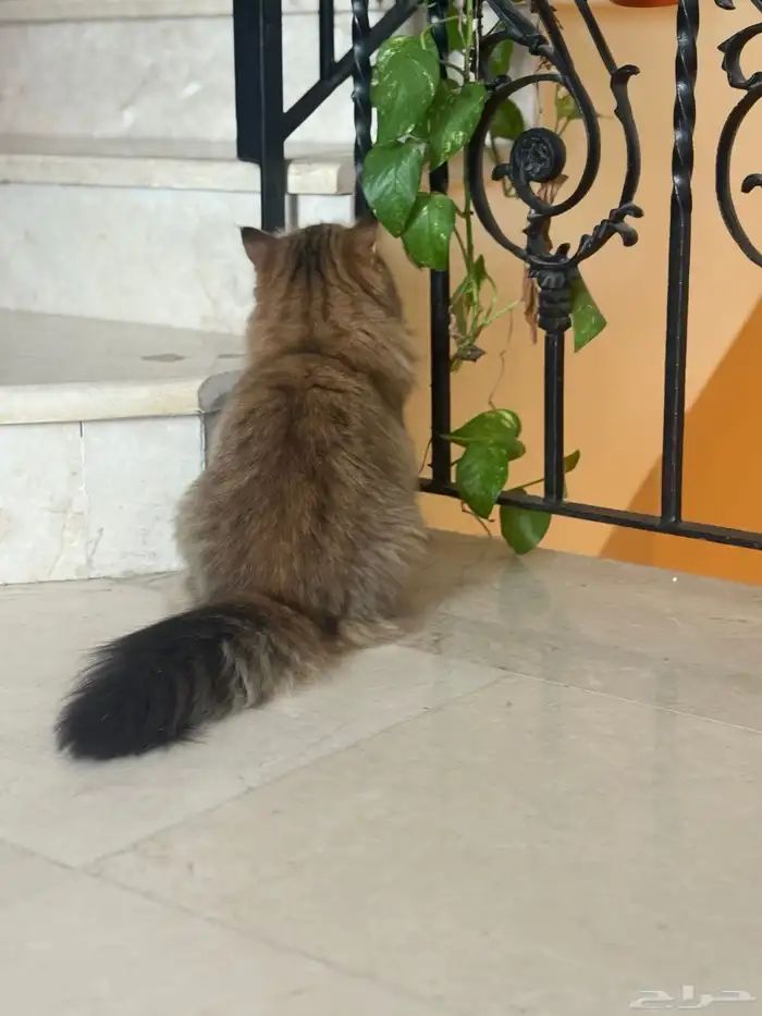 قطة صغيرة للتبني لظروف الابتعاث 5