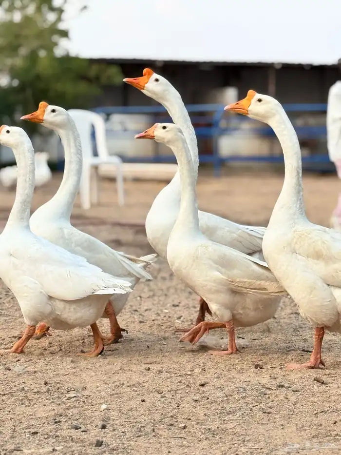 وز بلغاري كوبرا 0