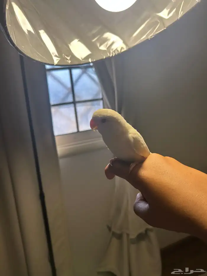 روز البينو 4