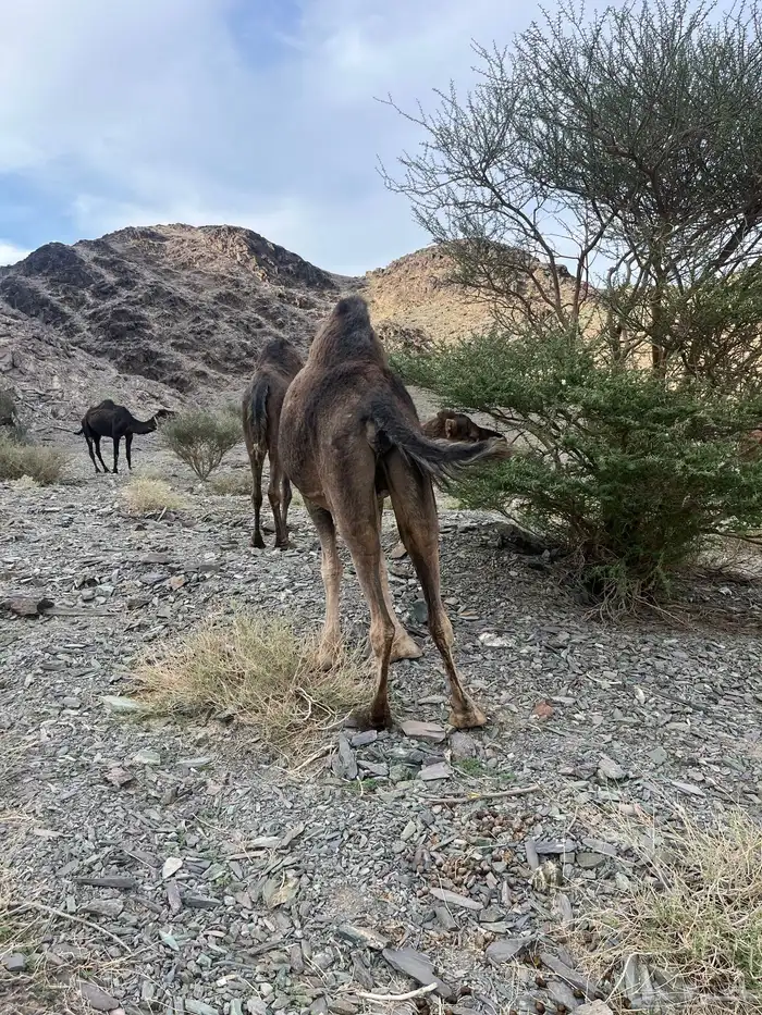 ناقه حمرا دهماء لقحه 10