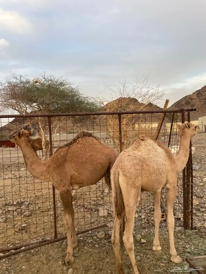 قعدان للبيع( تم البيع ) 0