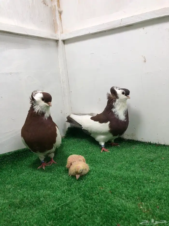 جوز عبسي هنقاري 0