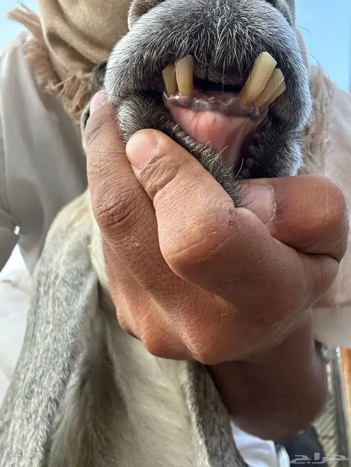 عنز خضرا مهي صغيره تحتها تيس 3