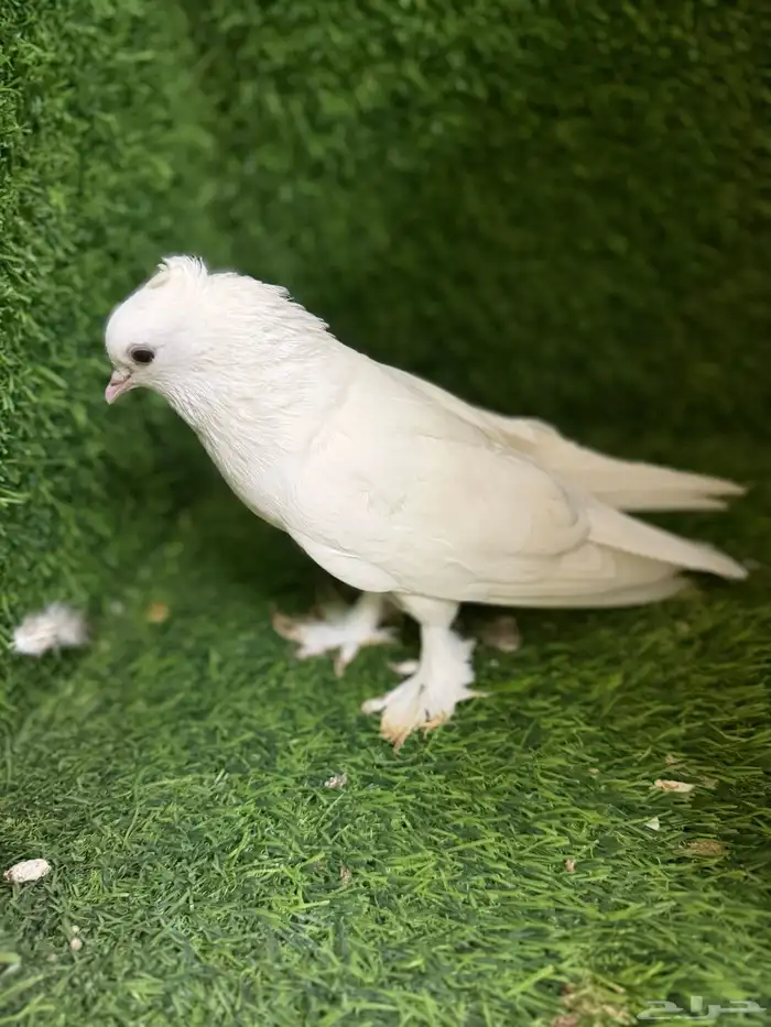 مجموعة ذكور زينه 22