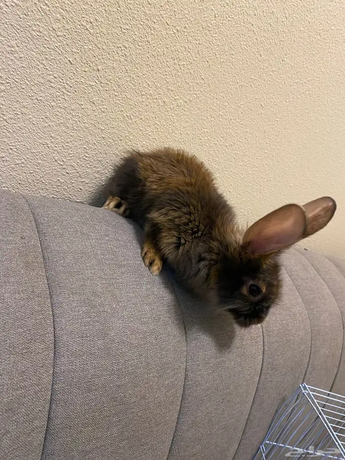 أرنب للبيع مع مسلحقات 5