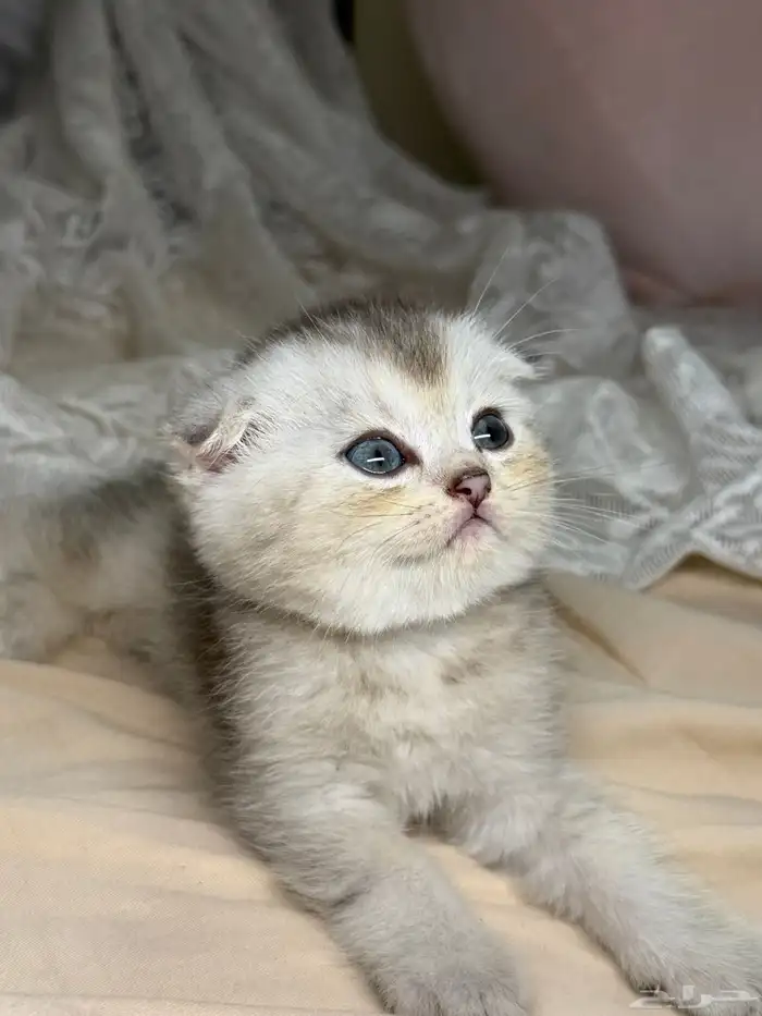 سكوتش فولد كيتن 2