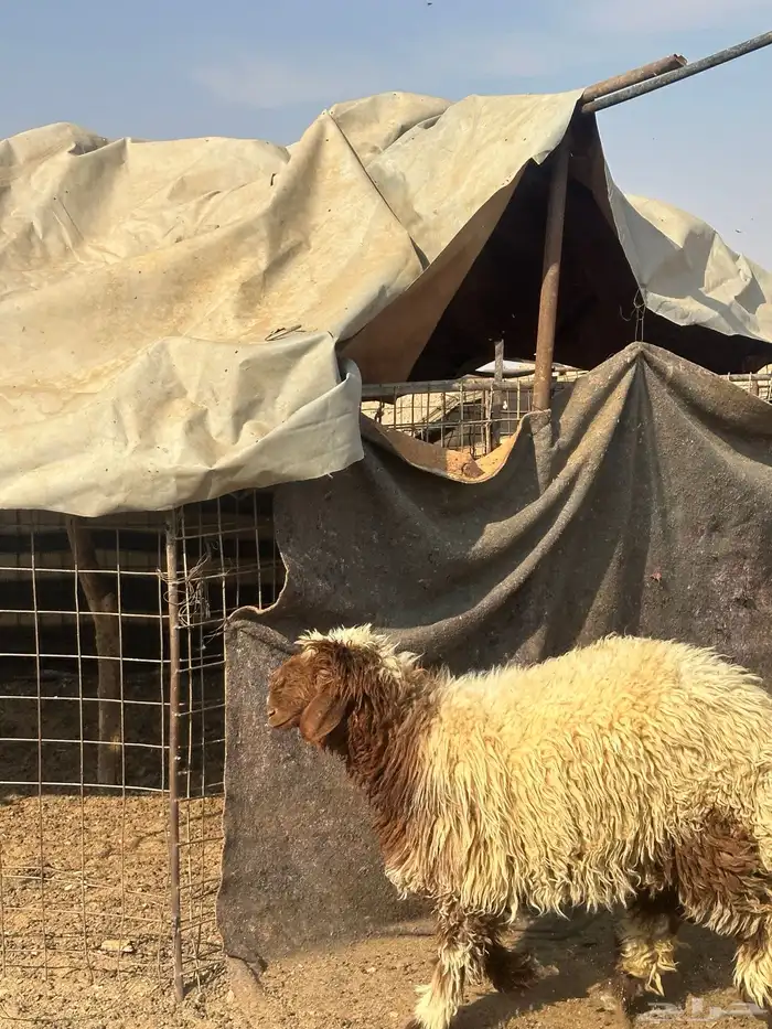 جذعات نعيم صنف 10 اشهر 5