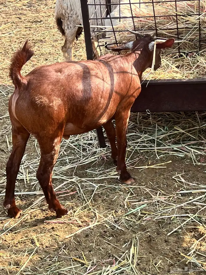 تيوس محايليه مخاصي 0