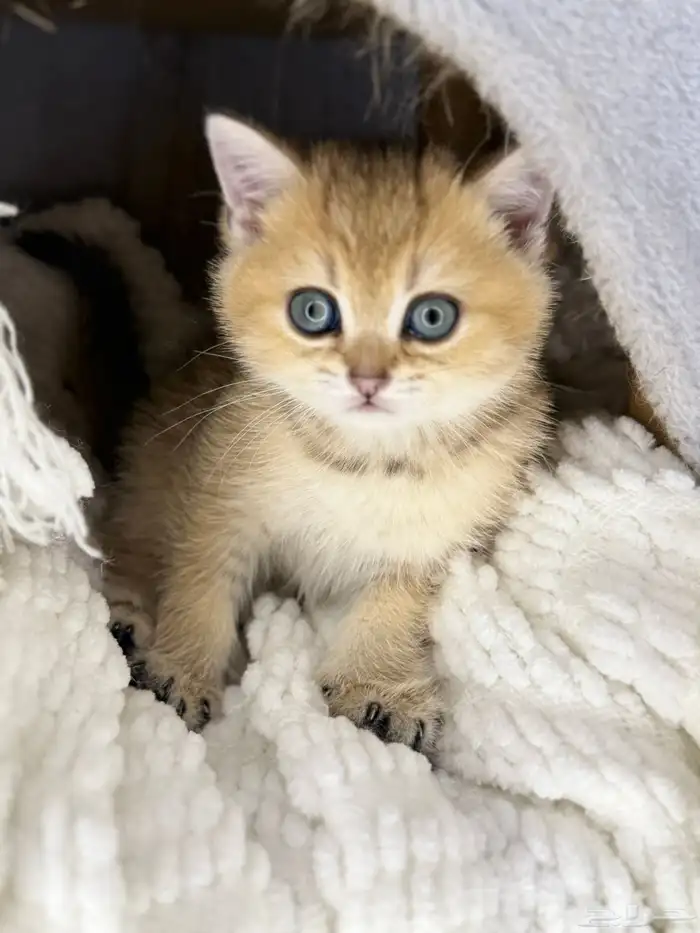 سكوتش قولد بيور 3