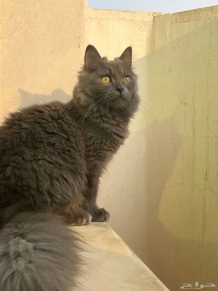 قط صغير رمادي للتبني 0