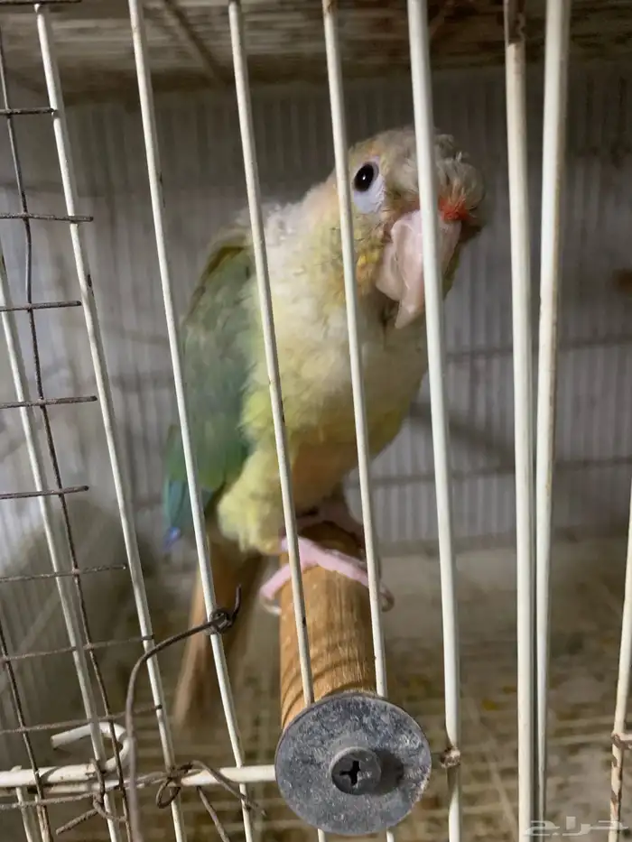 ذكور كنيور للبيع 4