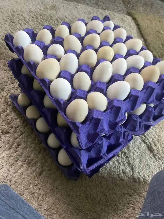 بيض بلدي جملة 0