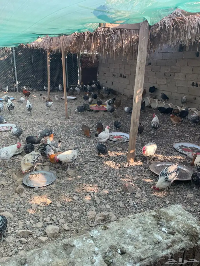 دجاج بياض فيومي وبلدي للبيع 4