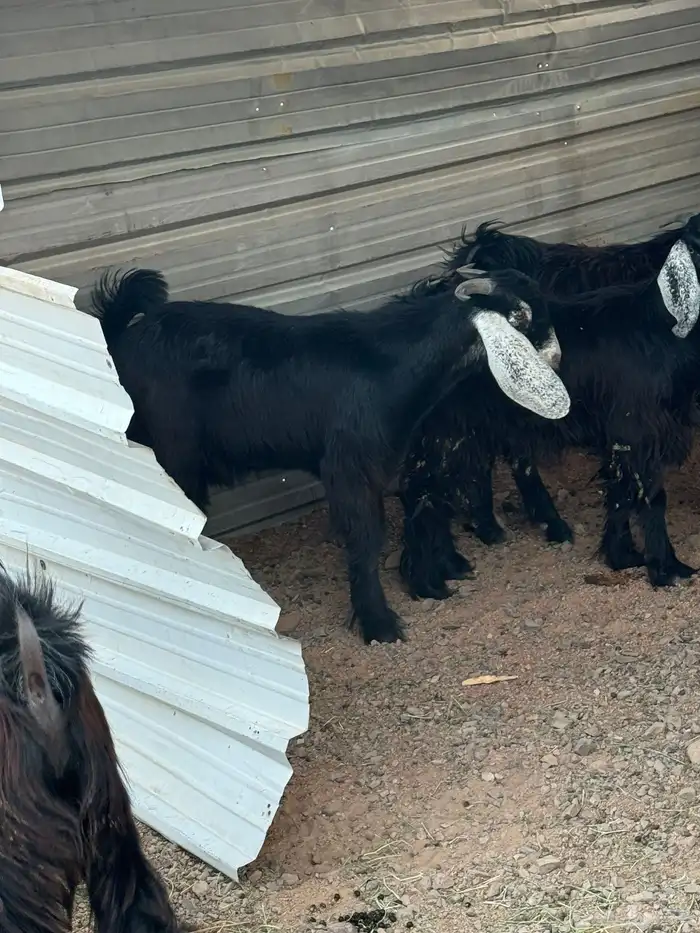 ذبائح ثلاجه تيوس عوارض بريه 2